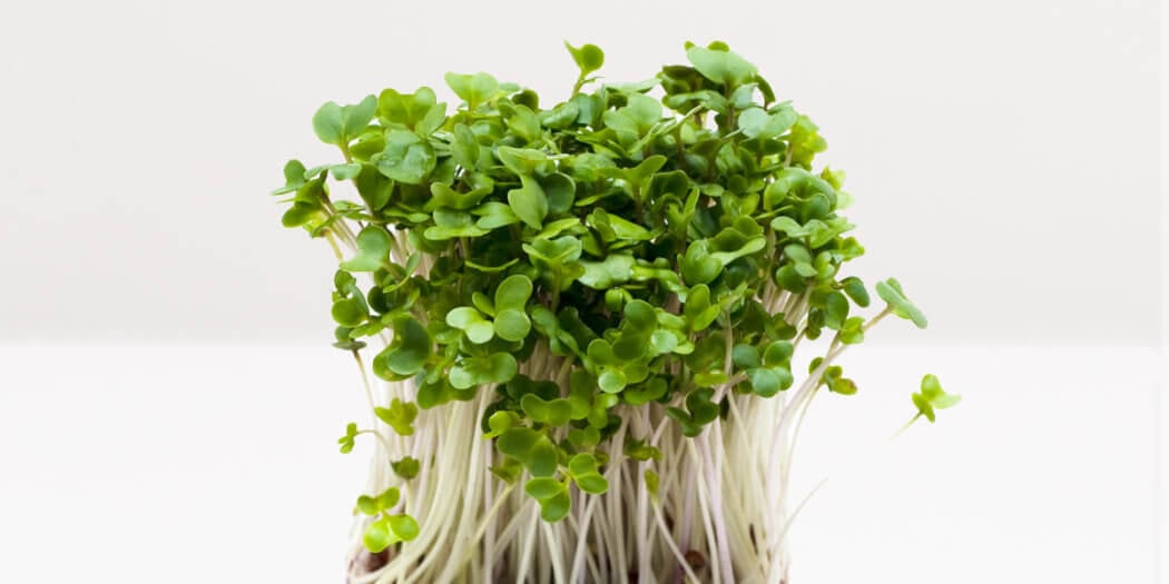Broccoli Sprouts – All You Need to Know | Instacart Guide to Fresh Produce