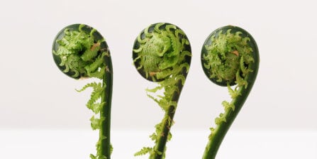Fiddlehead Ferns – All You Need to Know | Instacart Guide to Fresh Produce
