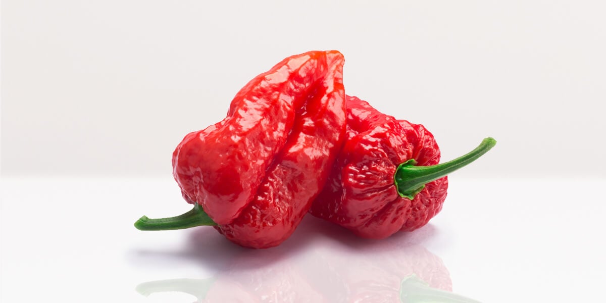 Ghost Pepper – All You Need to Know