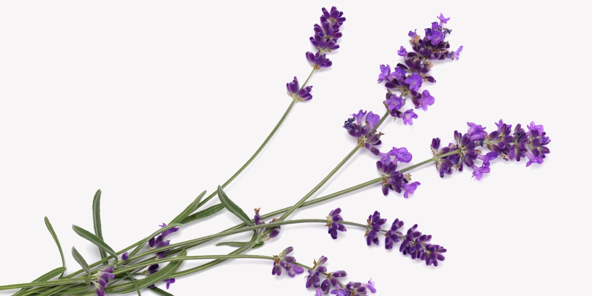 Delicious Lavender  Lavender plant, Edible lavender, Lavender garden