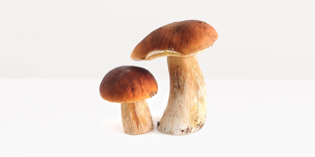 Porcini Mushrooms – All You Need to Know | Instacart Guide to Fresh Produce