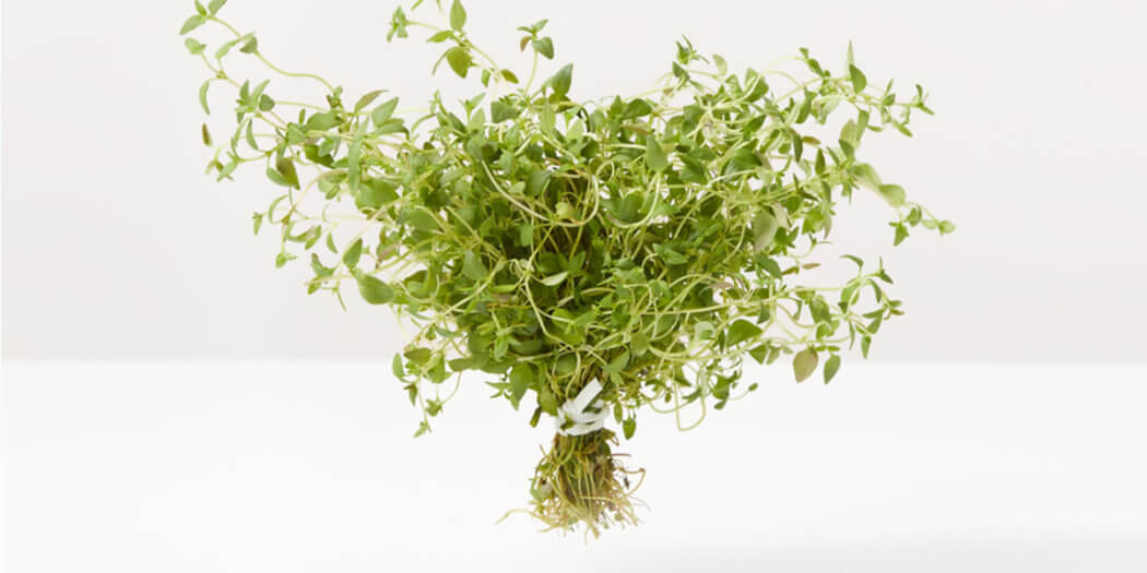 Thyme – All You Need to Know | Instacart Guide to Fresh Produce