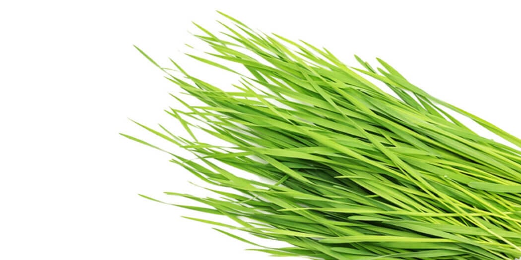 Wheatgrass – All You Need to Know | Instacart Guide to Fresh Produce