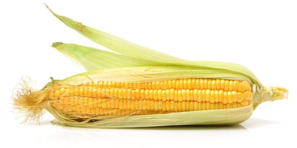 Corn on the cob kernels peeled isolated on white background.