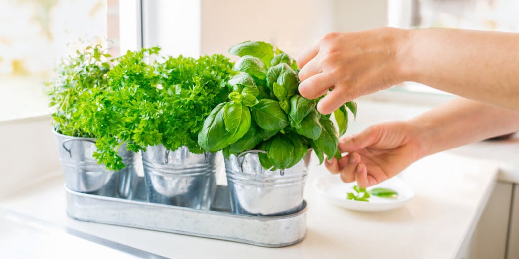 How to Care for a Basil Plant from the Grocery Store