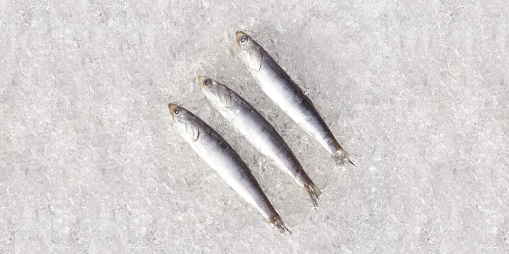 Anchovies – All You Need to Know | Instacart Guide to Fresh Fish