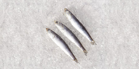 Anchovies - All You Need to Know | Instacart Guide to Fresh Fish