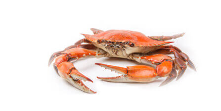 All You Need to Know About Crab: Types, Seasonality & Substitutes