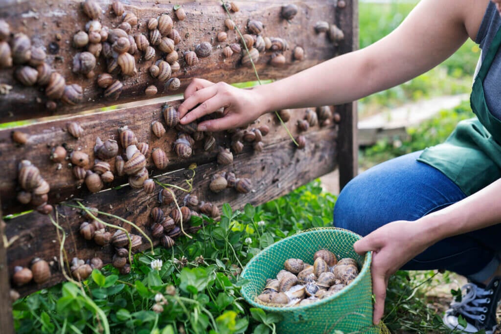 Woman picking snails in farm.