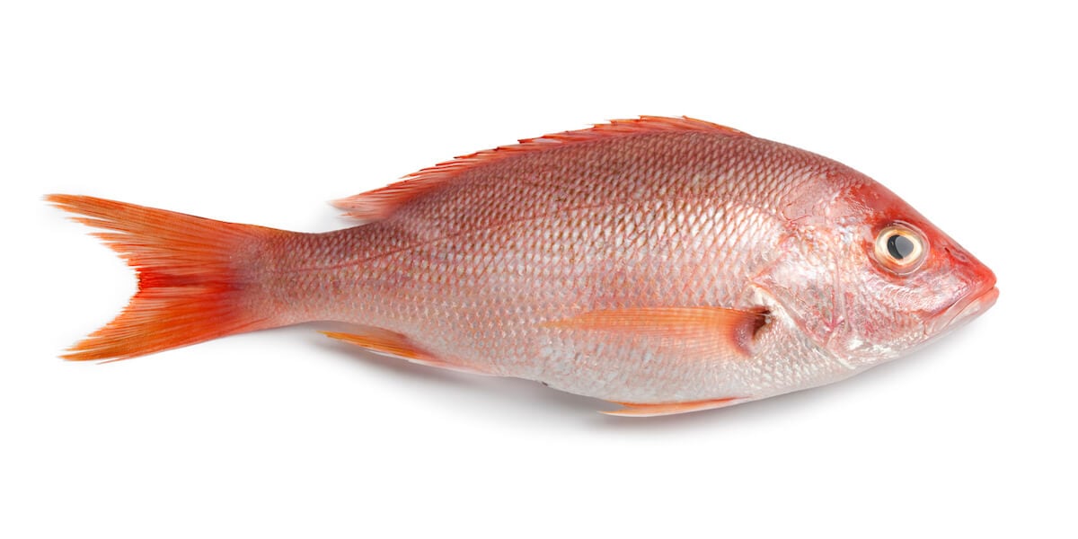 Snapper: Nutritional Information, How to Find, and More – Instacart