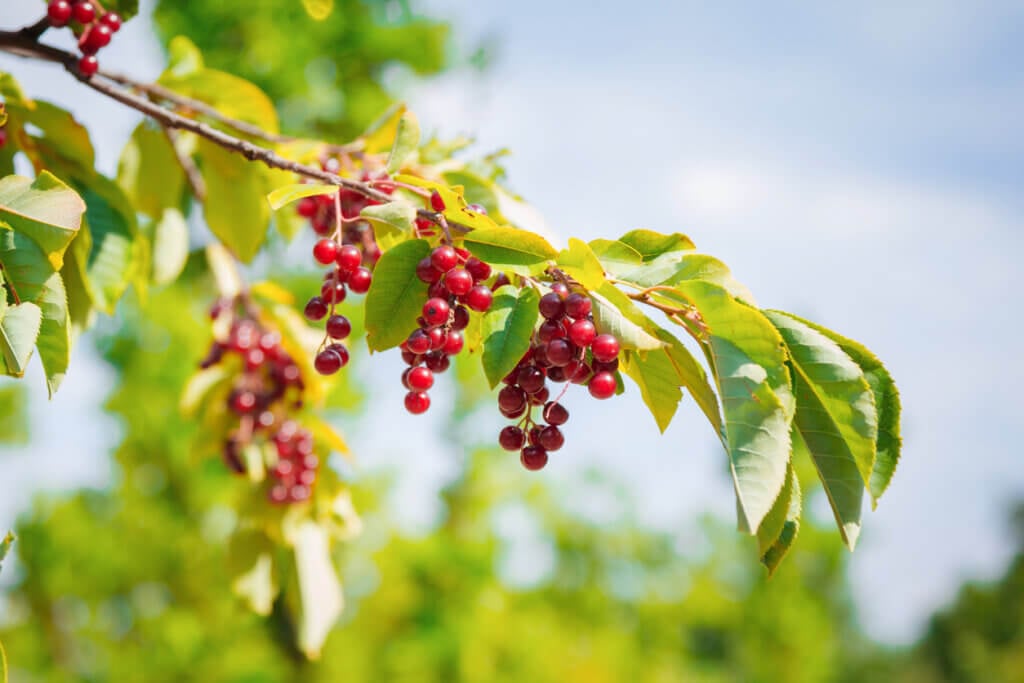 Close up ripe bright red berries of Prunus virginiana