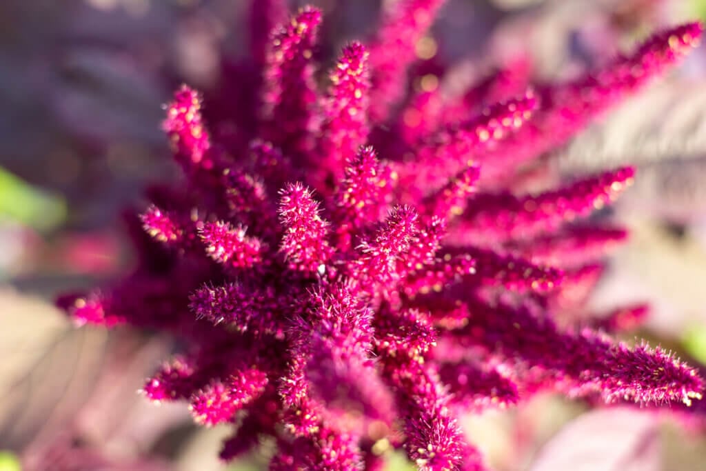 Vegetable amaranth flower with seeds, top view, blurred focus.