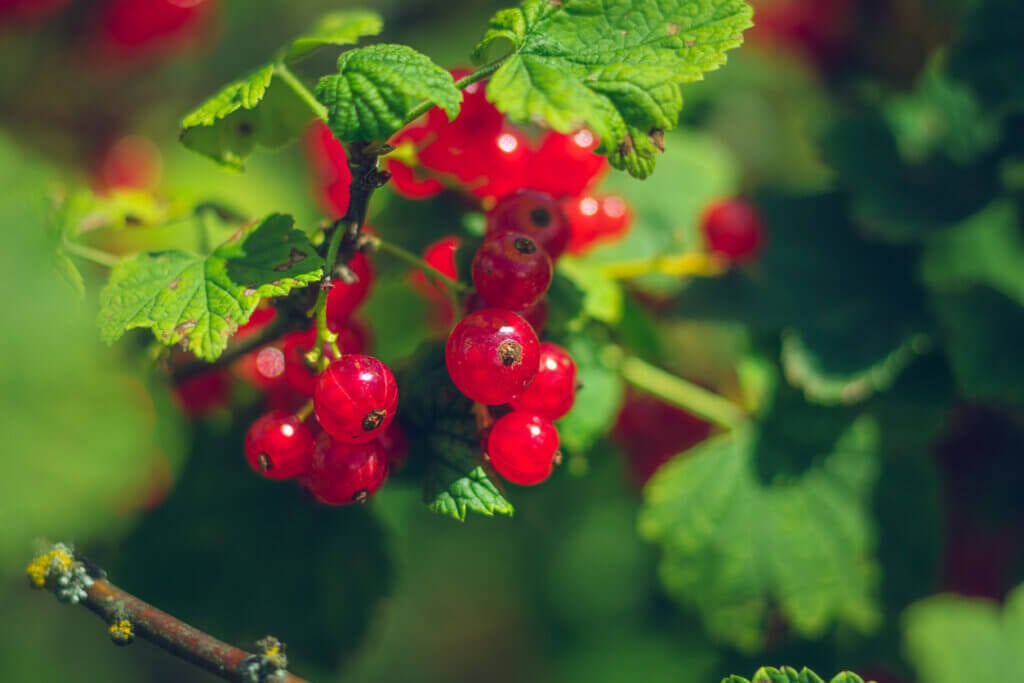 redcurrant on a branch