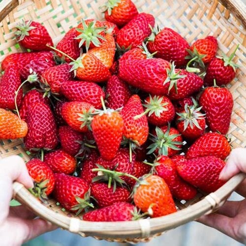 When Is Strawberry Season? – Instacart