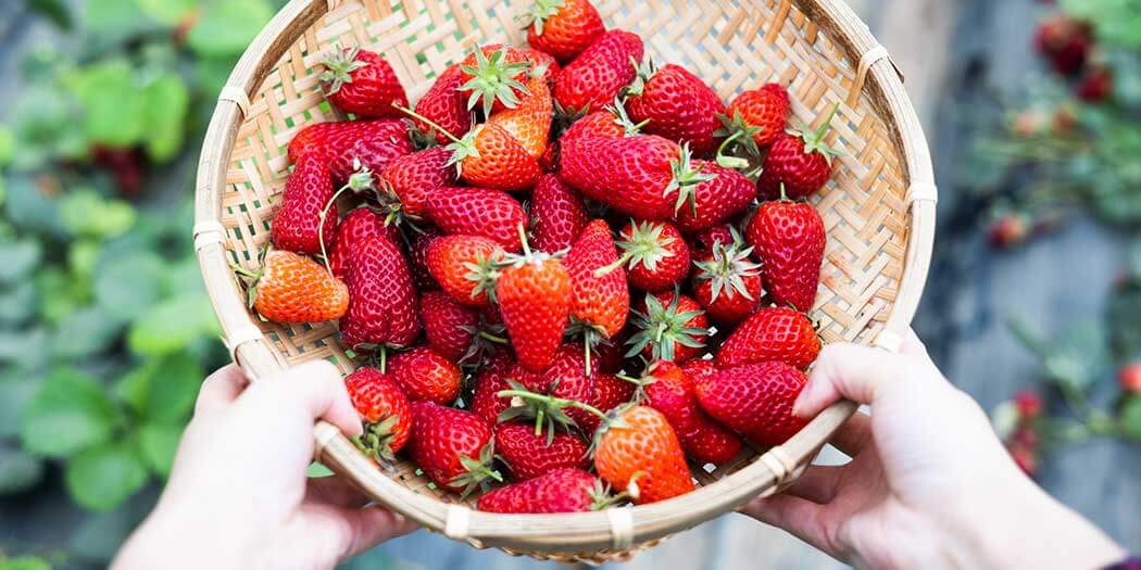 When Is Strawberry Season? Berry Picking, Storage & Recipe Ideas