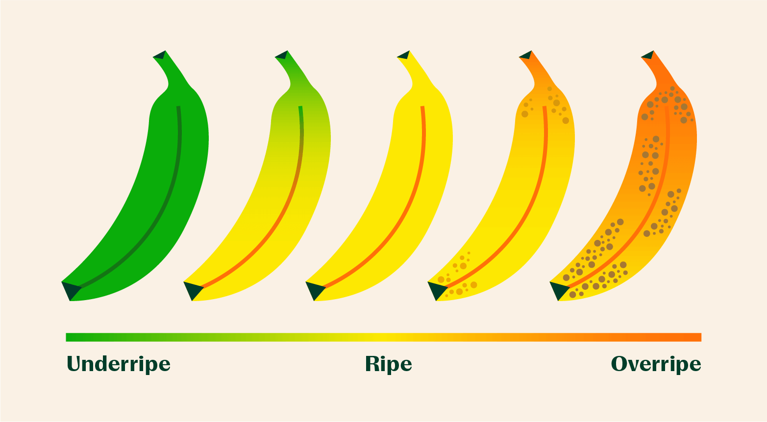 the different stages of bananas ripening