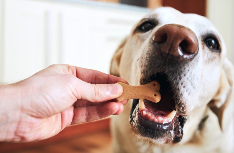 27 Homemade Dog Treats Worth Begging For