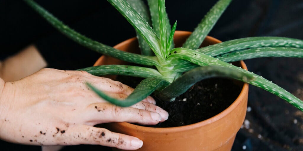 Aloe vera plant in pot.