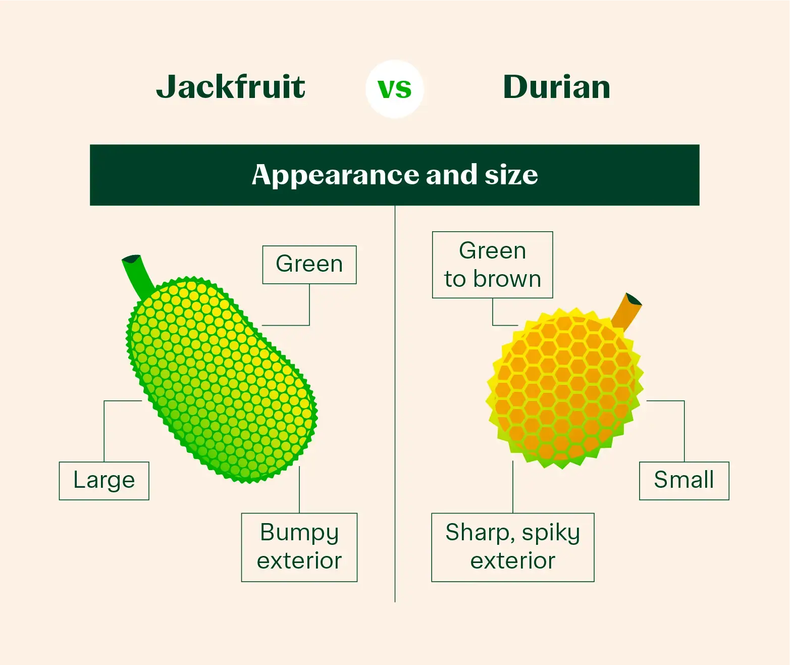 appearance comparison of durian vs jackfruit