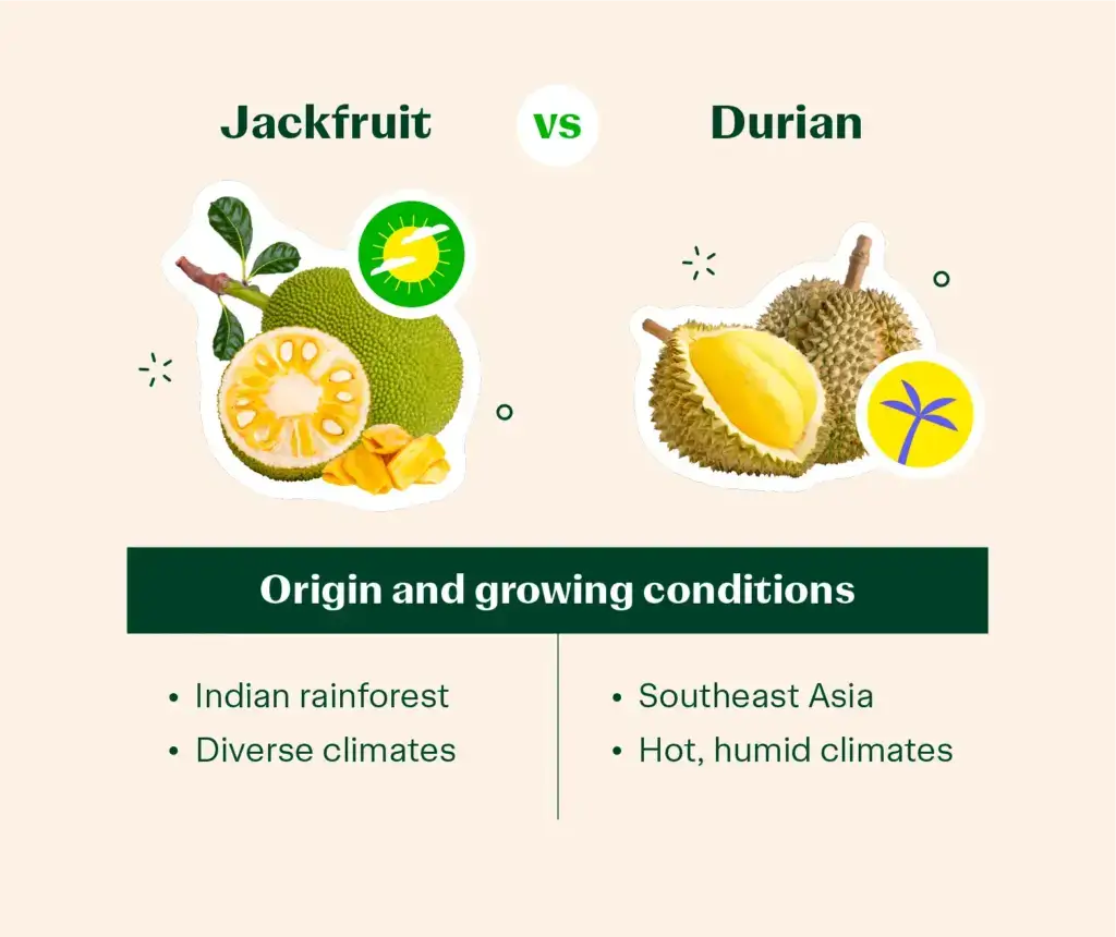 graphic comparing the origin of jackfruit and durian