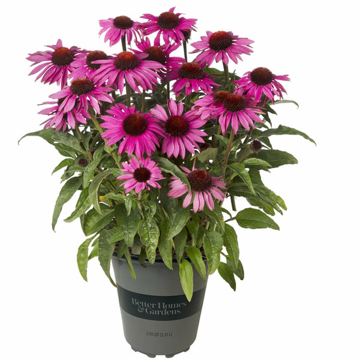 Better Homes & Gardens Echinacea Grower Pot Outdoor Live Plants Full ...
